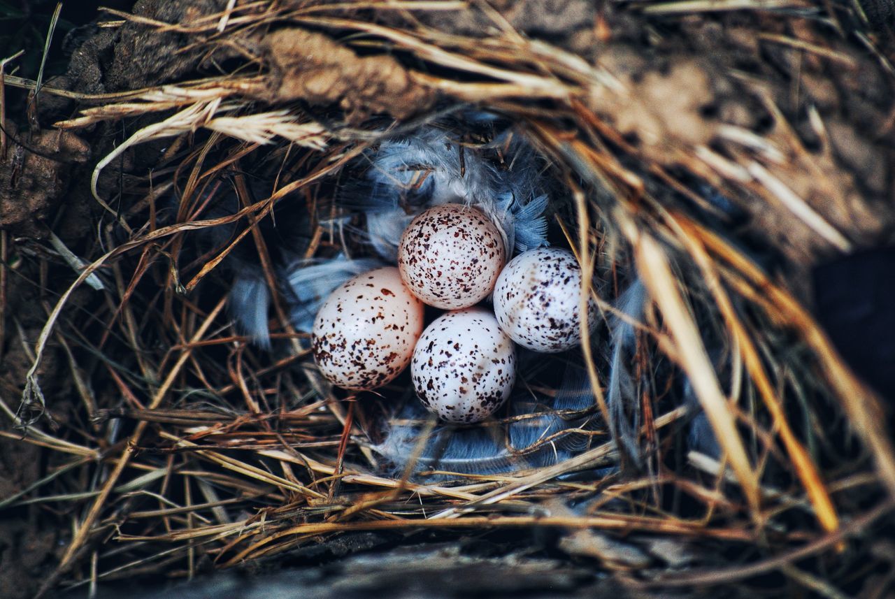 Bird nest nh home