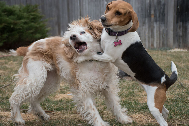 Dogs fighting on field