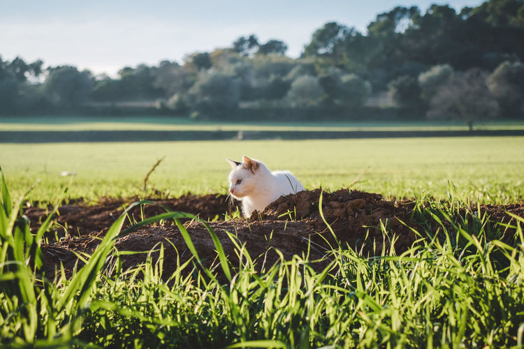 Cat lying on grass in field