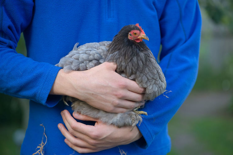 Small pekin bantam chicken of grey colors is held by a young man wearing a vibrant blue fleece