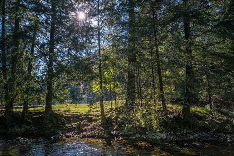 Sunlight streaming through trees in forest
