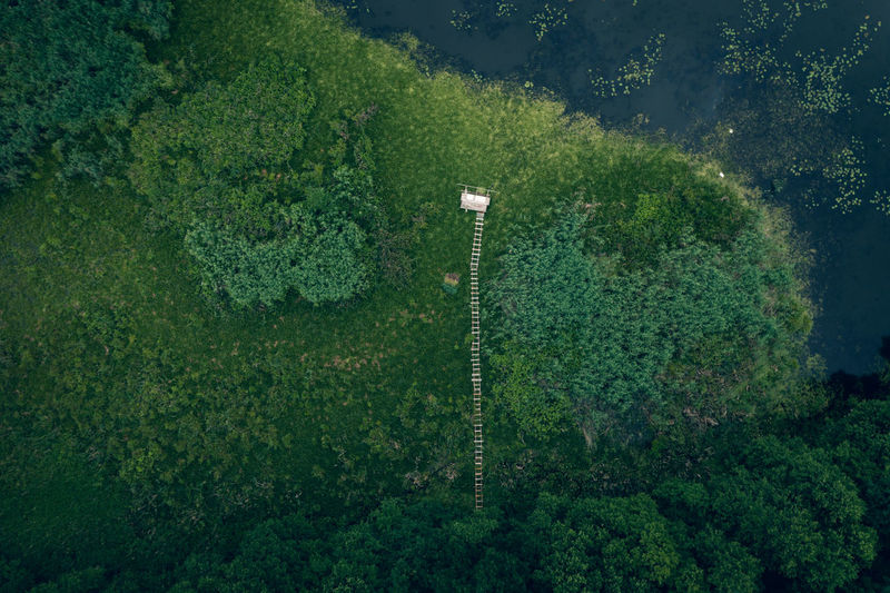High angle view of trees