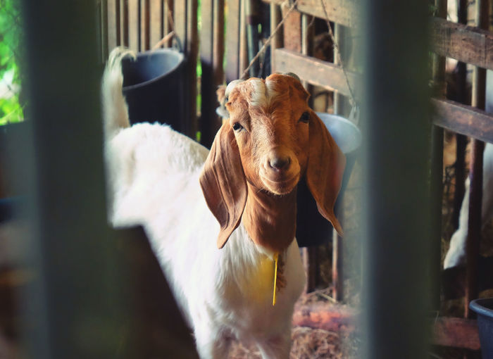 Portrait of little  goat in pen