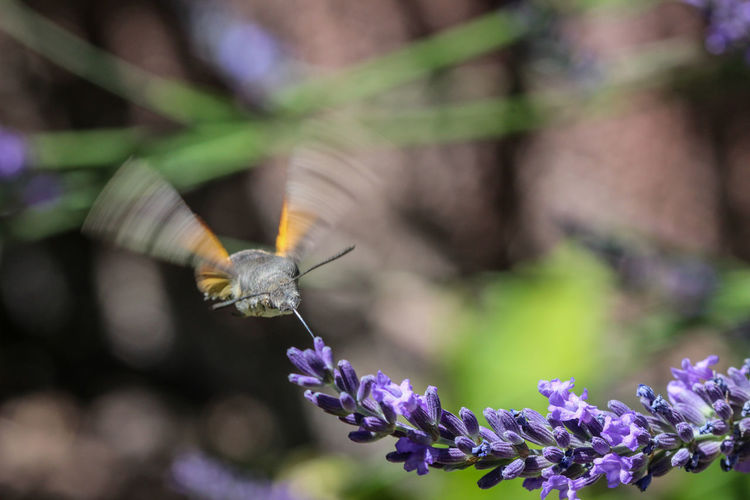Flying kolibri hawk moth, hummingbird hawk moth - macroglossum stellatarum - on lavender blossom