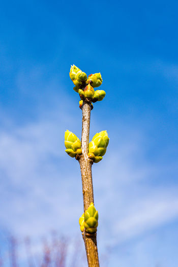 Low angle view of yellow flower against sky