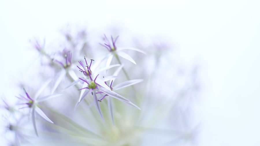 Close-up of purple flowering plant against white background