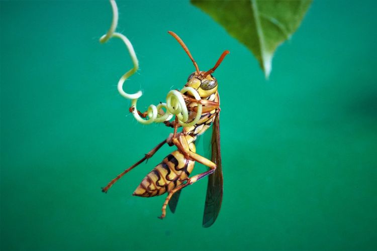  macro photography of the yellow paper wasp 