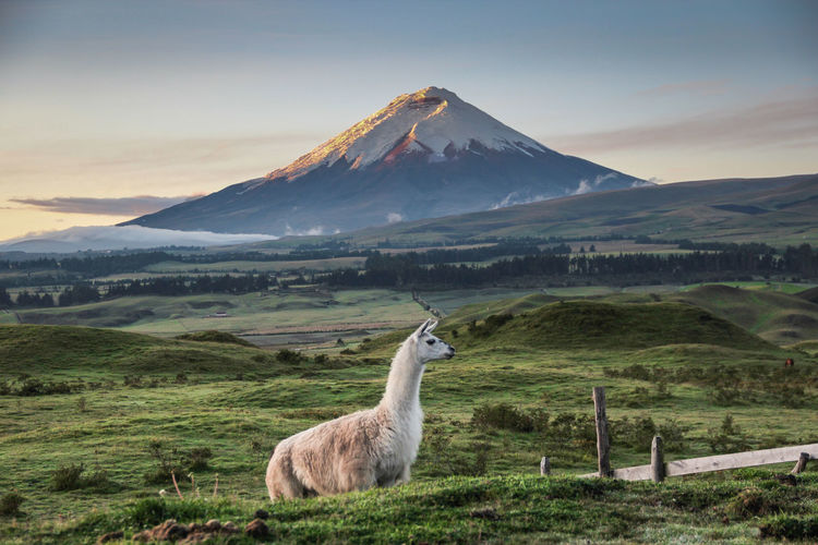Llama standing on field against mountains during sunset
