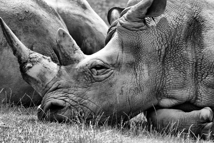 Close-up rhinoceros resting on grass