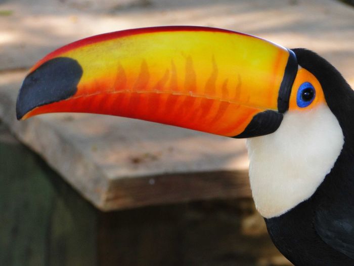 Close-up of beautiful toucan