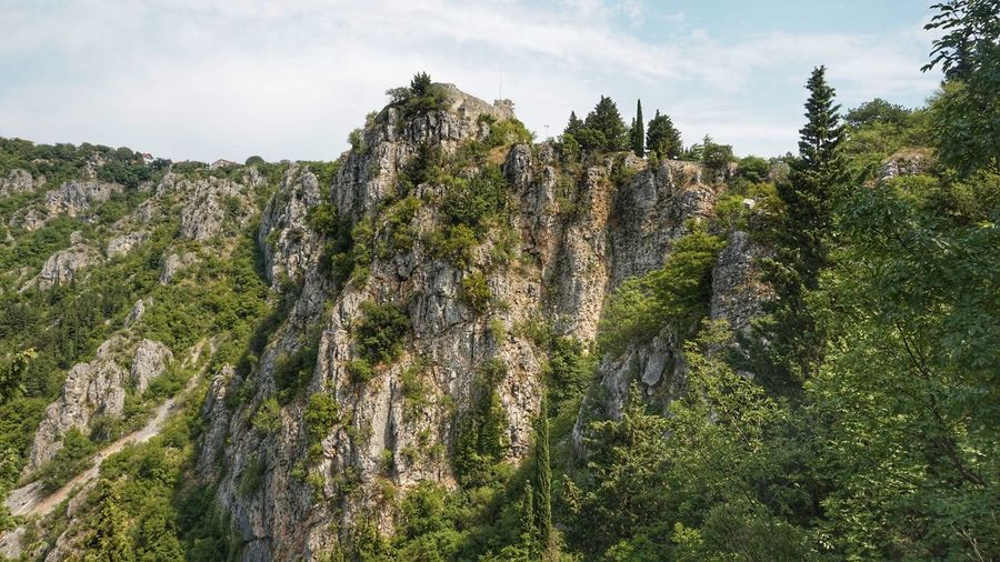 Panoramic view of pine trees in forest against sky