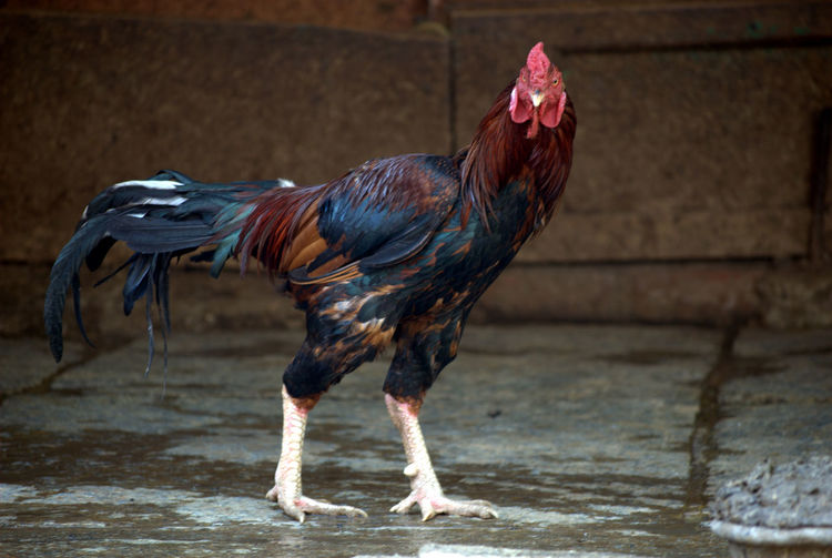 Full length of rooster
