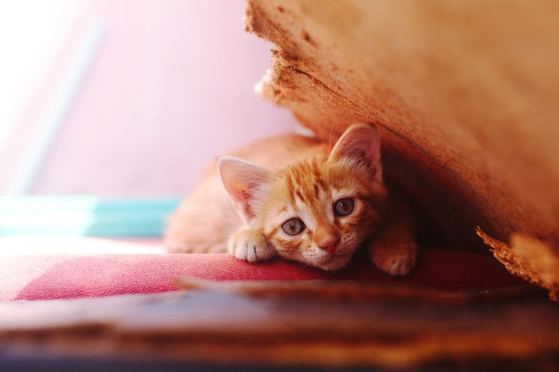 Close-up portrait of kitten relaxing on pet bed