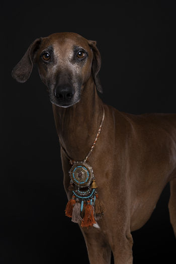 A portrait of a azawakh dog an afrikan dog breed which is tall and slim