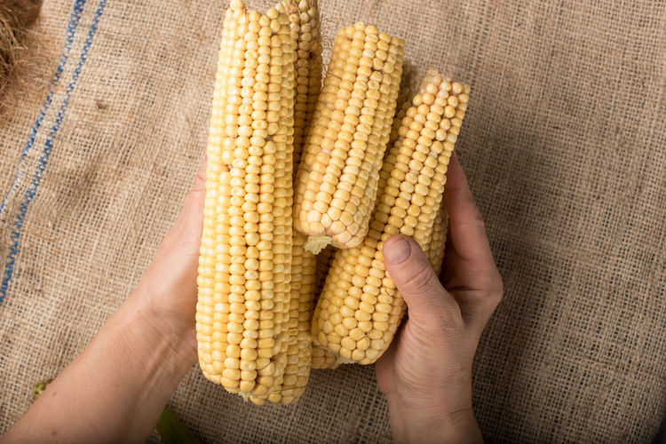 Close-up of person holding corn