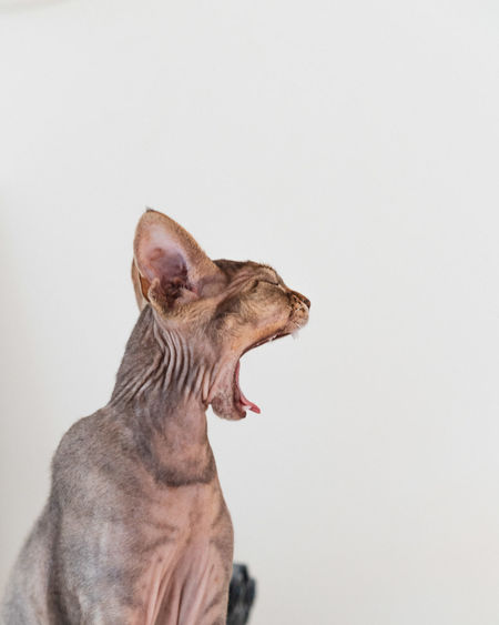 Cat yawning away against white background