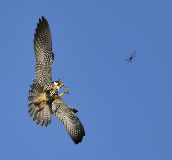 Low angle view of eagle flying against clear blue sky
