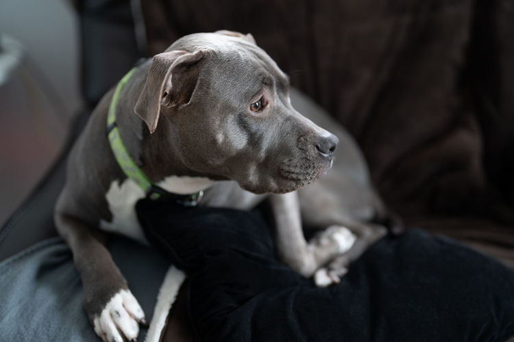 American pitbull puppy is looking away in a side profile portrait
