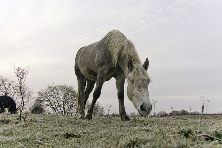White horse grazing in frosty field