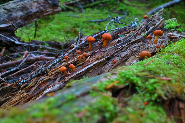 Close-up of mushroom growing on field