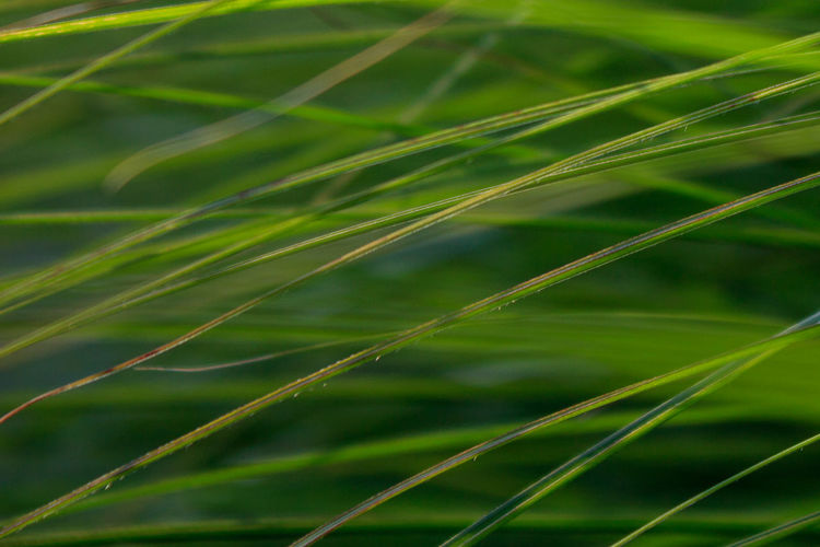 Close-up of grass on field