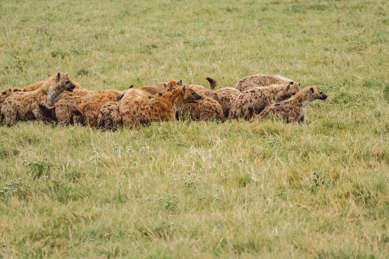 Lioness on grassy field