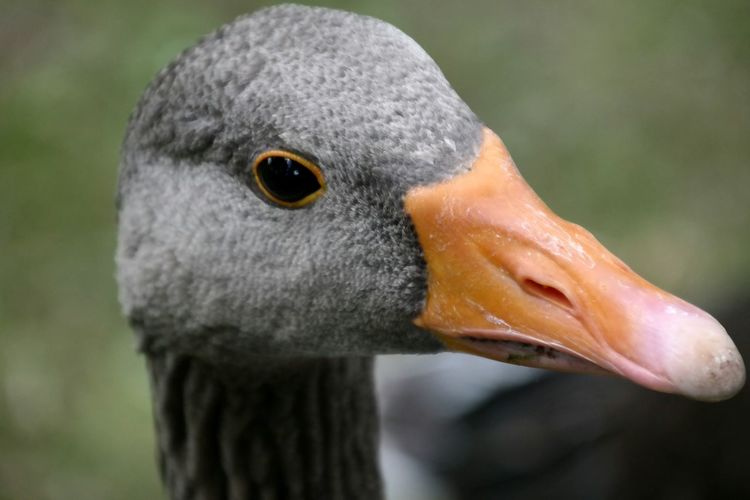 Close-up of duck in hyde park