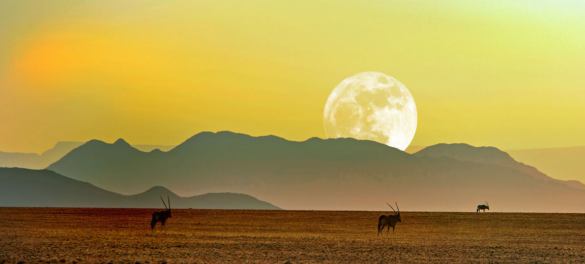 Gemsbok oryx silhouette walking across the namib desert at dusk with a full moon