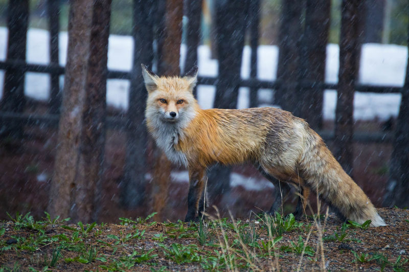 Side view of red fox standing on field during rainy season