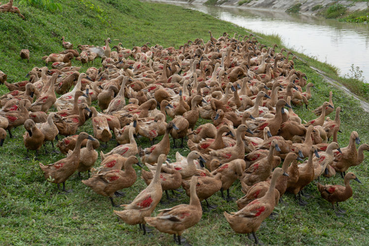 Many domestic ducks were gathered by the river.