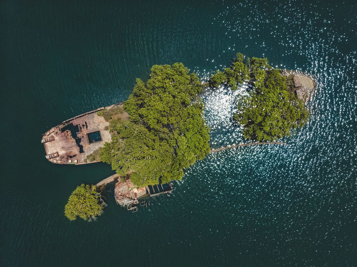 Aerial view of trees growing on shipwreck in sea