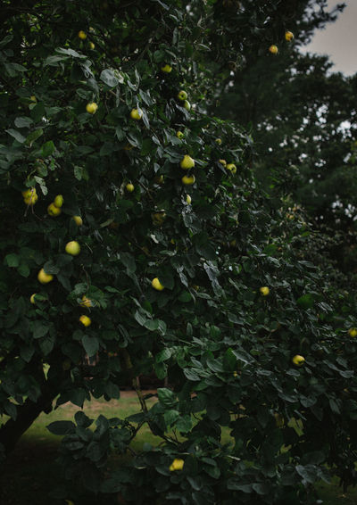 View of fruits growing on tree