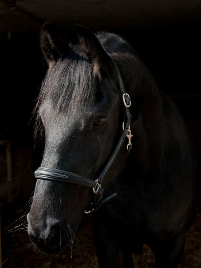 Close-up of horse