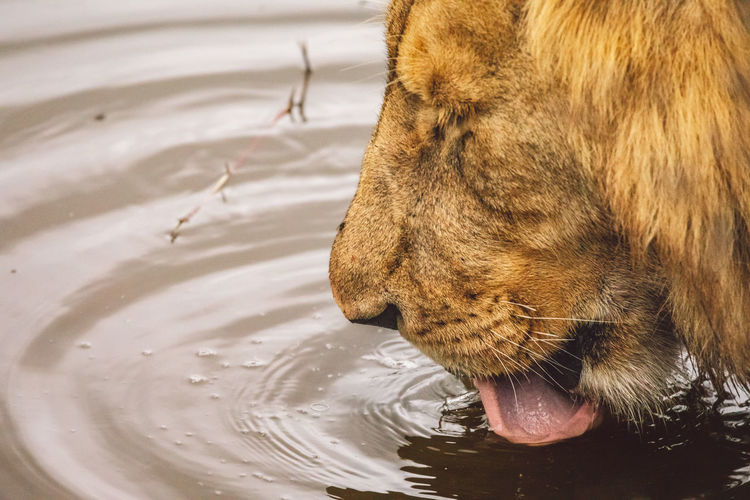 Close-up of lioness