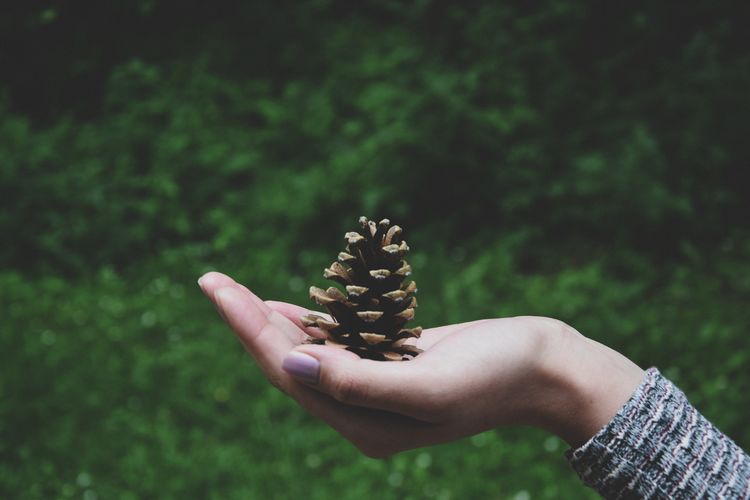 Cropped hand of woman holding pine cone against plants