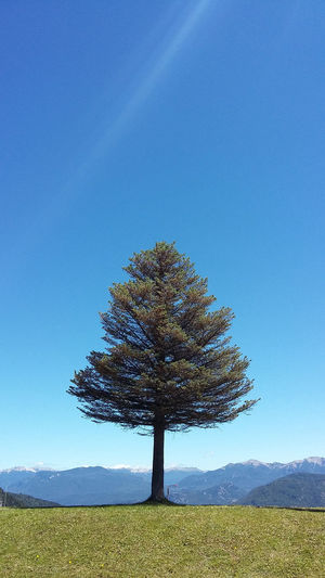 Tree on field against clear blue sky