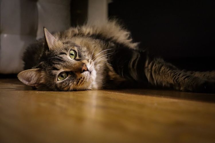 Portrait of cat lying on floor