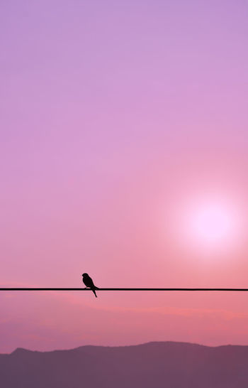 Silhouette of single swallow standning on a wire at the sunset