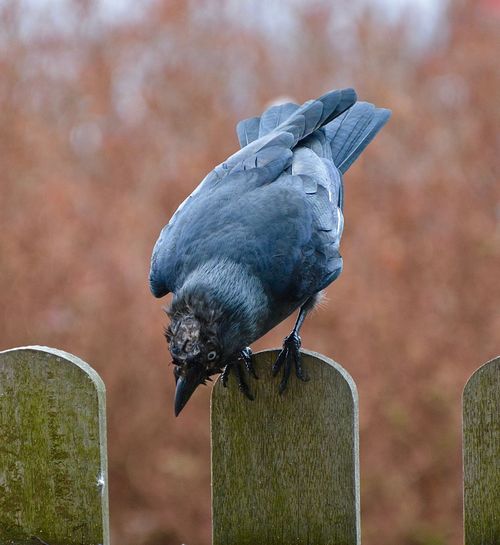 Close-up of jackdaw perching on fence