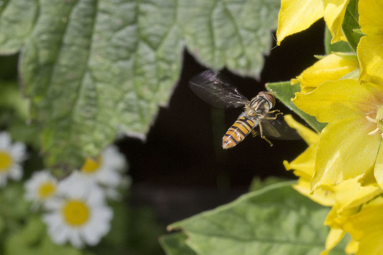 High angle view of hoverfly flying by yellow flowers