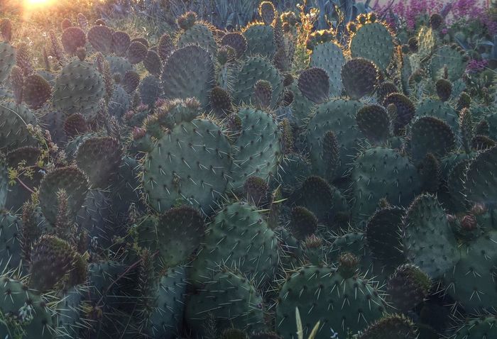 Full frame shot of prickly pear cactus plants