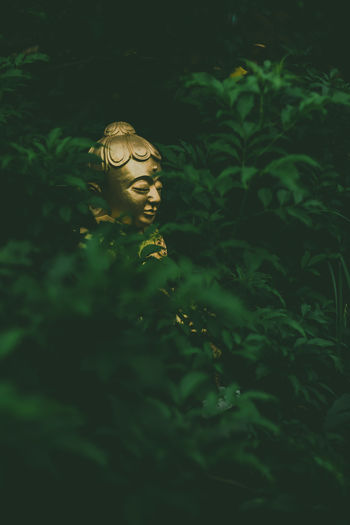Close-up of buddha states on plant