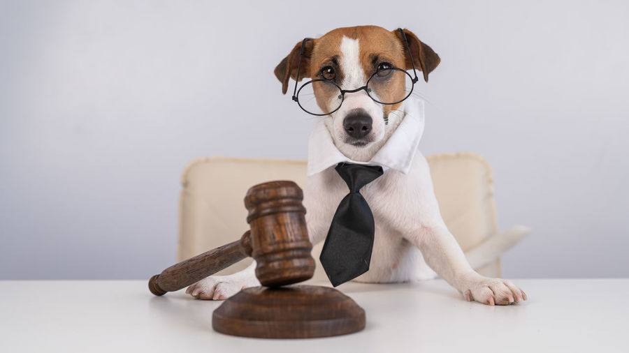 Close-up of dog against white background