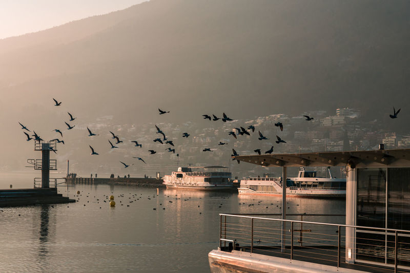 Birds flying over the lake