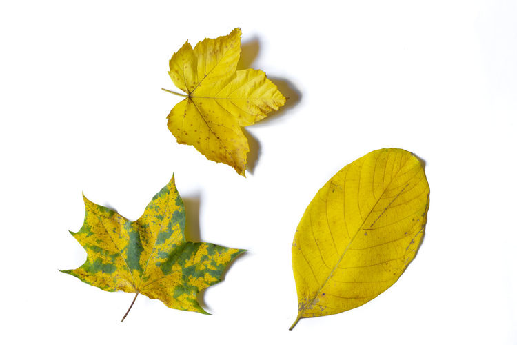 Close-up of yellow maple leaf on white background