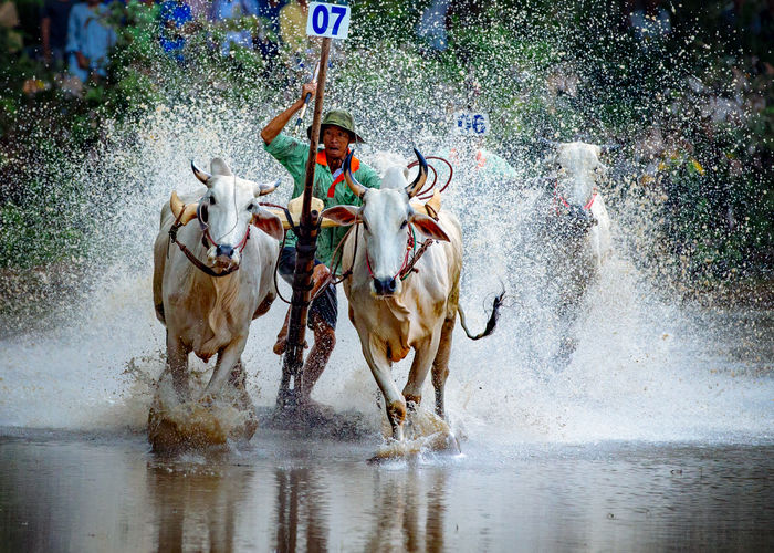 Man with bulls running in pond during race
