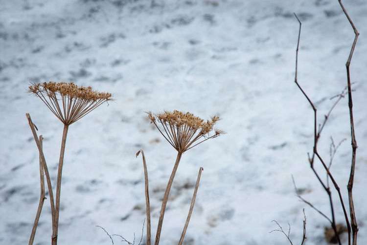Close-up of dry plant on snow covered land