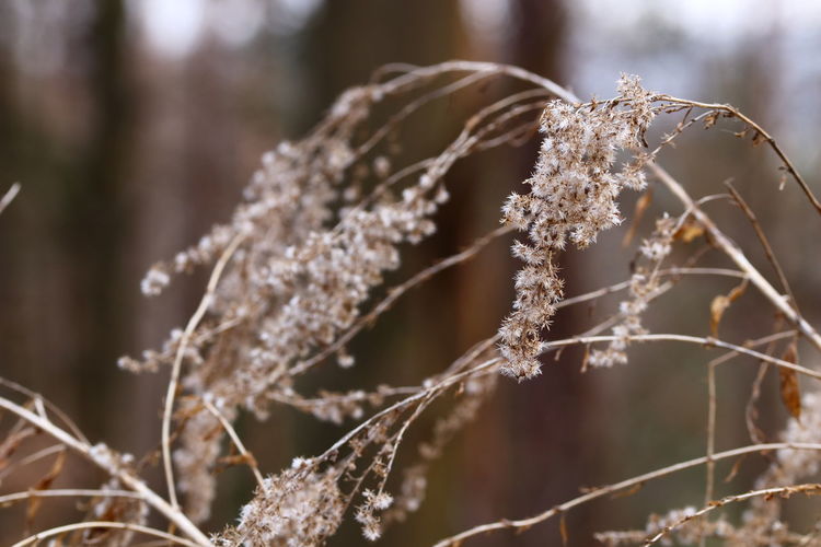Close-up of dry plants during winter
