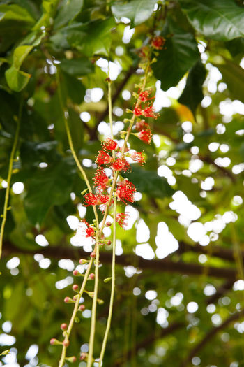 Close-up of red flowering plant against tree