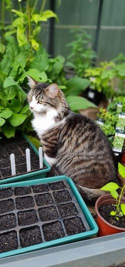 Cat sitting on potted plant
